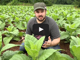 How Braodleaf Tobacco is Primed